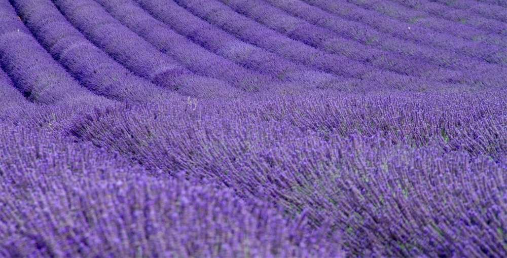 Waves of lavender in a field