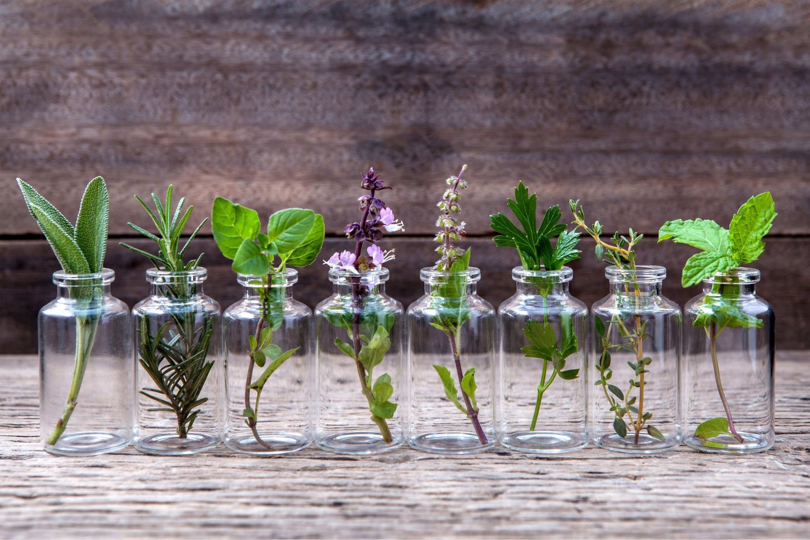 Essential Plants in Bottles