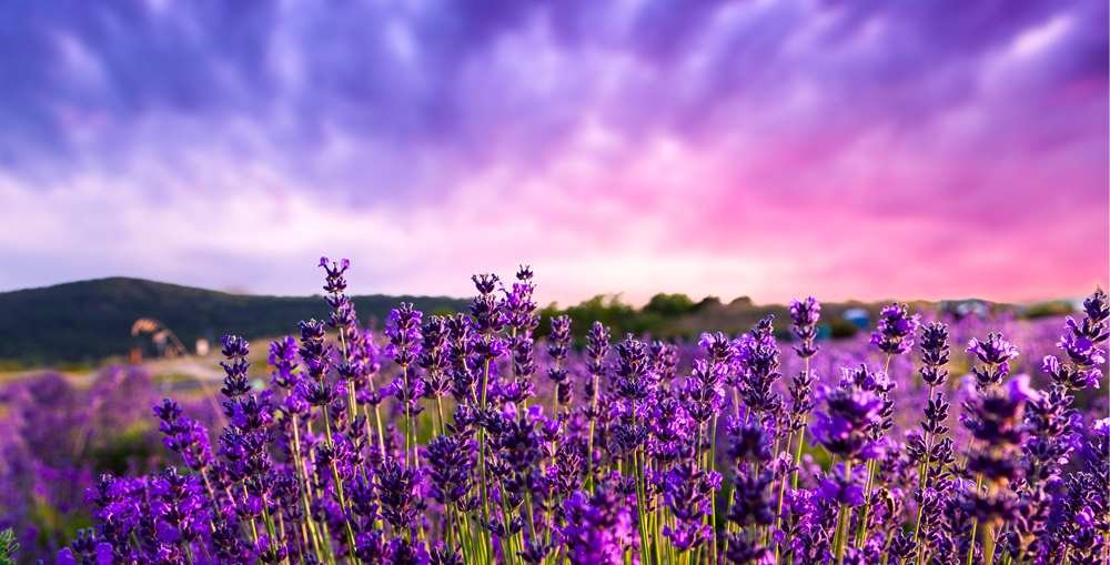 Field of Lavender Banner